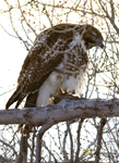 Red tailed Hawk